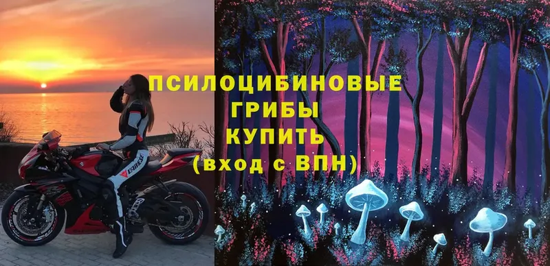 Галлюциногенные грибы Psilocybe  Данилов 